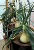 Giant Onions.World  Record Strain Ailsae Seeds