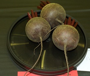 Beetroot Seed  Round Types