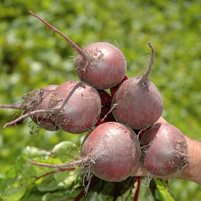 Beetroot Red Ace F.1 hybrid Seeds