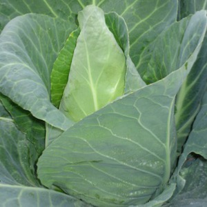 Cabbage Seed Spring Types