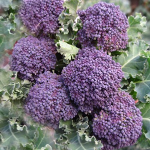 Broccoli Seeds Spring Sprouting Types