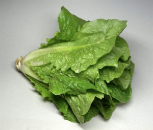 Lettuce Seed Cos Types