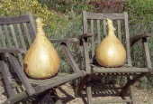 World Record Onion Strain - Ailsae 4 PKTS OFFER