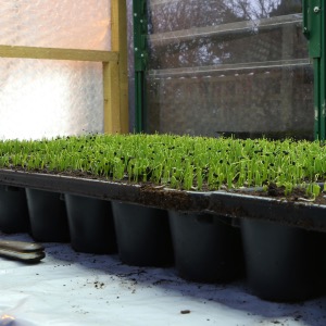 World Record Onion Seedlings 'Ailsae' 50 seedlings