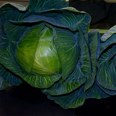 Cabbage Autumn Green Type Pronca F.1 Hybrid