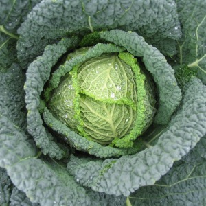 Cabbage Seed Savoy Types