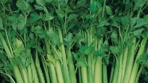 Celery Frevo pelleted seeds
