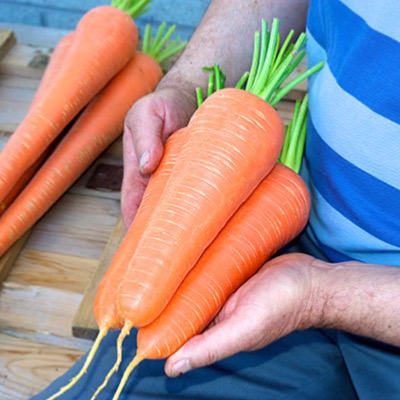 Carrot Namur F.1 Hybrid Seed