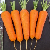 Carrot Tangerina F.1 - Kuroda x Nantes Seed