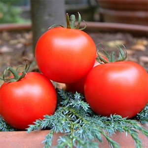 Tomato Seeds - Greenhouse Types 