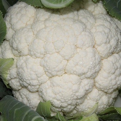 Cauliflower Winter type Skerrymore F1 Hybrid Seeds