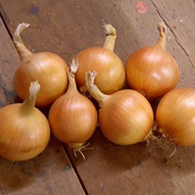 Onion Seeds Wintering & Spring Sown Types